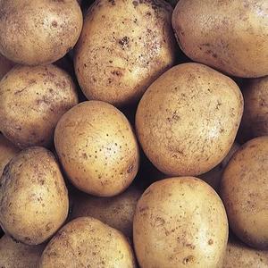 Potato maris piper jumbo