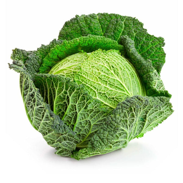 Large Savoy cabbage
