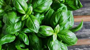 fresh Basil